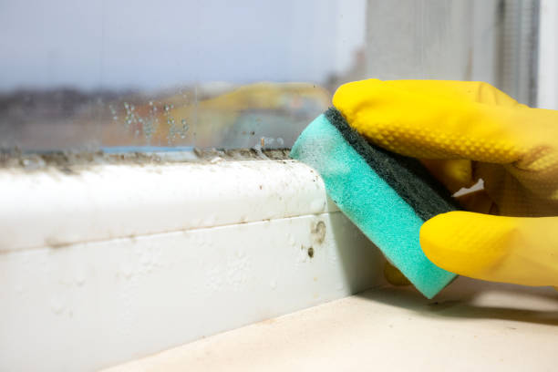 Best Mold Prevention Services  in Nuevo, CA